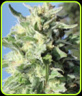 Banana Mango - Humboldt Seed Company