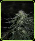 Banana Mass - Emerald Triangle Seeds