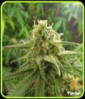 Banana OG - Flavour Chasers