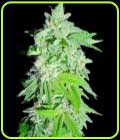 Banana Oreoz - Holy Smoke Seeds