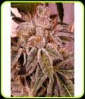 Melted Oreoz - Holy Smoke Seeds