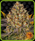 Banana Punch - Barneys Farm Seeds