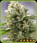Banana Punch - PowerStrains