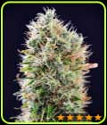 Banana Punch Auto - PowerStrains