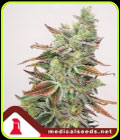 Banana Purp - Medical Seeds