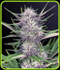 Banana Purple Punch Auto - FastBuds