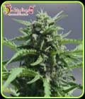 Banana Rapids - Dr Krippling Seeds