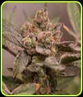 Banana Runtz - Old School Genetics