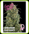 Banana Sherbet - Growers Choice