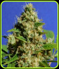 Banana Sherbet - Original Sensible Seeds