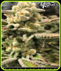Banana Slammer - Black Farm Genetix