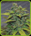 Banana Zkittlez - Medical Seeds