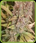 Banana Zkittlez - Flavour Chasers