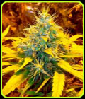 Banana Kush - BSB Genetics