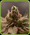 Bananapples - Old School Genetics