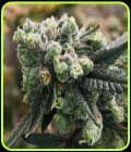 Bananaz - Old School Genetics