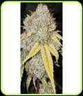 SALE - Banger Glue x Melon - Karma Genetics - Karma Genetics