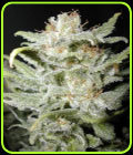Bangi Haze - Cannabiogen Seeds