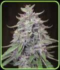 Bangi Haze - Ace Seed bank