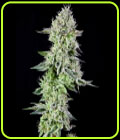 SALE - Barbara's Pie - Grateful Seeds - Grateful Seeds