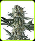 Batgum - Hero Seeds