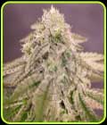 Bay Burger - Delicious Seeds