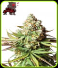 Bear Gorilla - Yieldmonger Seeds