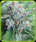 Bellini - Cali Connection Seeds