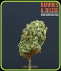 Berries & Cheese - Sumo Seeds