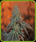 Berry Bomb - Elemental Seeds