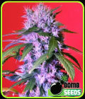 SALE - Berry Bomb Auto - Bomb Seeds - Cannabis Seed Sale Items