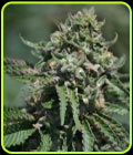 Berry Melon-O - Terp Hogz GeneticZ