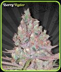 Berry Ryder - Auto Seeds