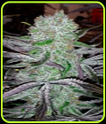 Best Friend OG - Jinxproof Genetics