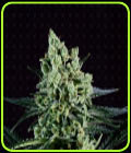 Best Mango - Genofarm Seeds