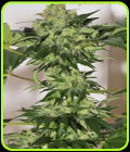 Beyond The Brain - Mandala Seeds