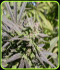 Biddy Early - Serious Seeds
