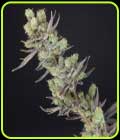 Big Banana Skunk - Old School Genetics