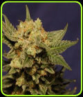 Big Band - Kannabia Seeds
