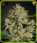 Big Bang - Green House Seeds