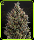 Big Bang Auto-flowering - Green House Seeds