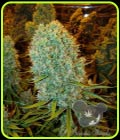Big Bazooka - Anesia Seeds