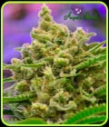 Big Bazooka Auto - Anesia Seeds