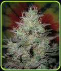 Big Blue - British Columbia Seeds