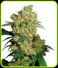 Big Bud - Sensi Seeds
