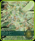 Big Bud - Vision Seeds