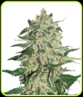 Big Bud - Seed Stockers