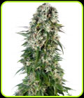 Big Bud Automatic - Sensi Seeds
