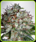Big Bud XXL - Ministry of Cannabis