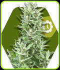 Big Bud XXL Auto - Zambeza Seeds